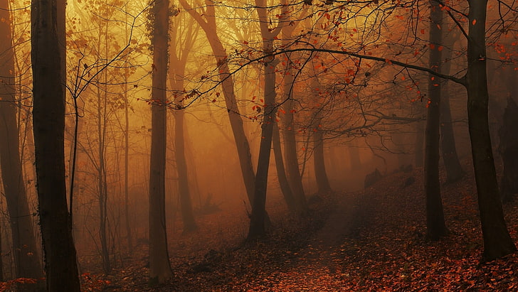 tapeta z brązowymi liśćmi drzew, krajobraz, natura, las, mgła, jesień, liście, ścieżka, drzewa, atmosfera, poranek, światło słoneczne, wzgórza, bursztyn, Tapety HD