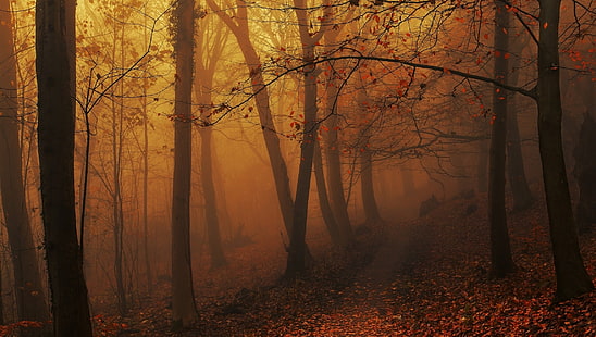 коричневые листья деревьев обои, пейзаж, природа, лес, туман, осень, листья, тропинка, деревья, атмосфера, утро, солнечный свет, холмы, янтарь, HD обои HD wallpaper