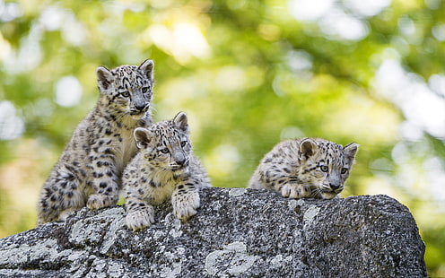 Koty, Snow Leopard, Baby Animal, Big Cat, Cub, Wildlife, Tapety HD HD wallpaper