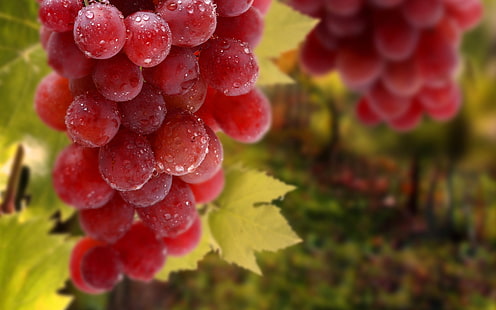 red grapes, macro, fruit, grapes, wet, HD wallpaper HD wallpaper