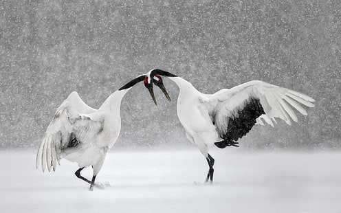 ฤดูหนาว, หิมะ, นก, การเต้นรำ, ญี่ปุ่น, ฮอกไกโด, นกกระเรียนญี่ปุ่น, วอลล์เปเปอร์ HD HD wallpaper