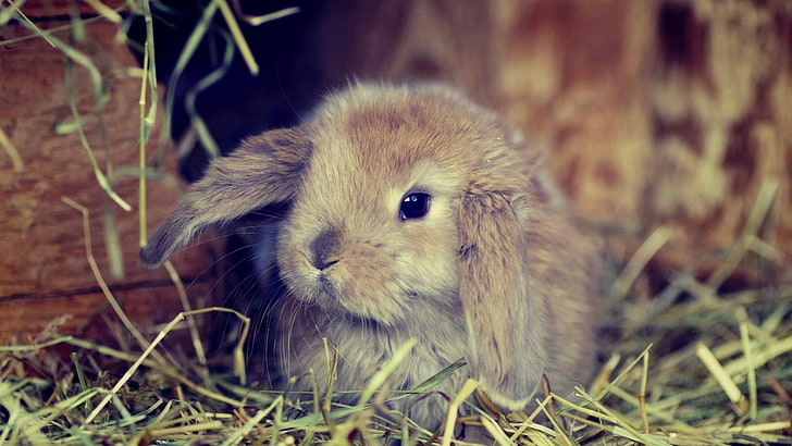 rabbits, pet, closeup, HD wallpaper