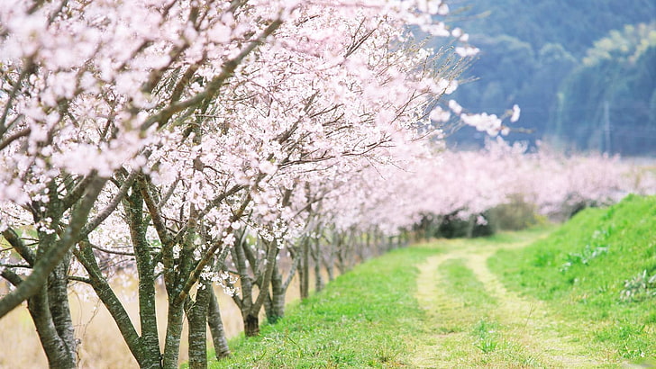 flores cor de rosa, primavera, árvores, floração, jardim, estrada, país, HD papel de parede