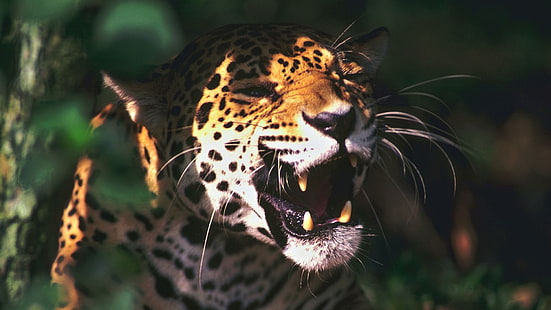Leopardentier, Tiere, Sonnenlicht, Leopard (Tier), HD-Hintergrundbild HD wallpaper
