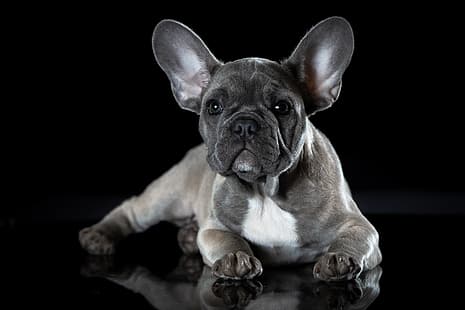 Hund, französische Bulldogge, Welpe francescopaolo, щенокголубогофранцузскогобульдога, HD-Hintergrundbild HD wallpaper