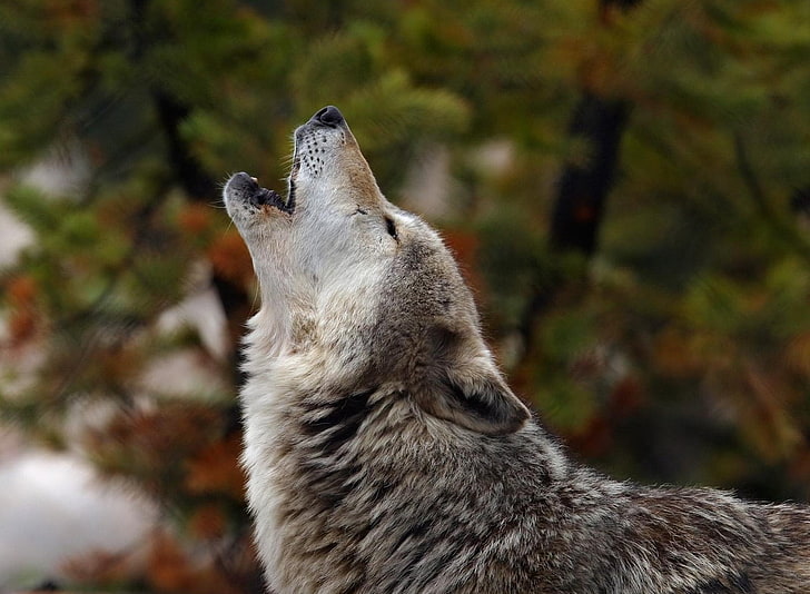 serigala abu-abu dan putih, melolong, serigala, menangis, anjing, Wallpaper HD