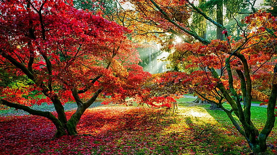 Träd, skog, solstrålar, fall, löv, röda löv, stig, röda och gula träd, träd, skog, solstrålar, falla, löv, röda löv, stig, HD tapet HD wallpaper