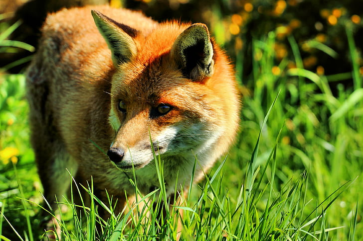 коричневая лиса, лиса, лиса, коричневый, британский центр дикой природы, красный лис, HD обои