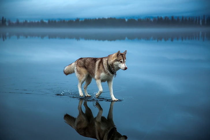 adult brown and white Alaskan malamute, brown Siberian husky on body of water, dog, animals, Siberian Husky, water, lake, mist, trees, forest, reflection, depth of field, nature, landscape, clouds, alone, blue, walking, HD wallpaper