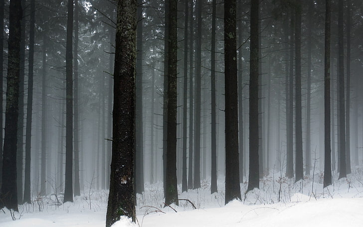 високи дървета по време на сняг, пейзаж, сняг, дървета, зима, HD тапет