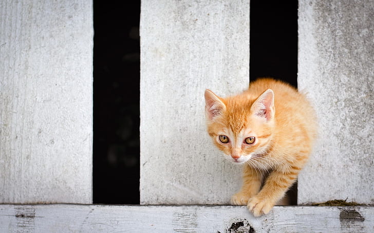 Sarı gözlü yavru kedi, çitin üzerinden, Sarı, Gözler, Yavru Kedi, Çit, Çit, HD masaüstü duvar kağıdı