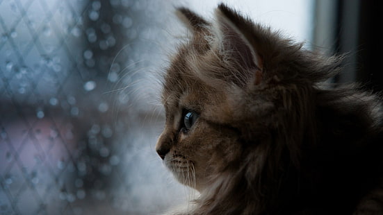 brązowy kotek, kot, kocięta, zwierzęta, natura, profil, twarz, zbliżenie, małe zwierzęta, okno, Ben Torode, Tapety HD HD wallpaper