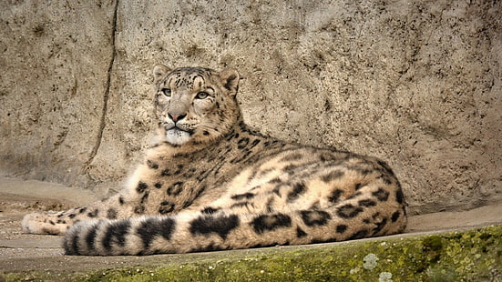 IRBIS, léopard des neiges, rochers, prédateur, léopard des neiges, chat sauvage, séjour, IRBIS, Fond d'écran HD HD wallpaper