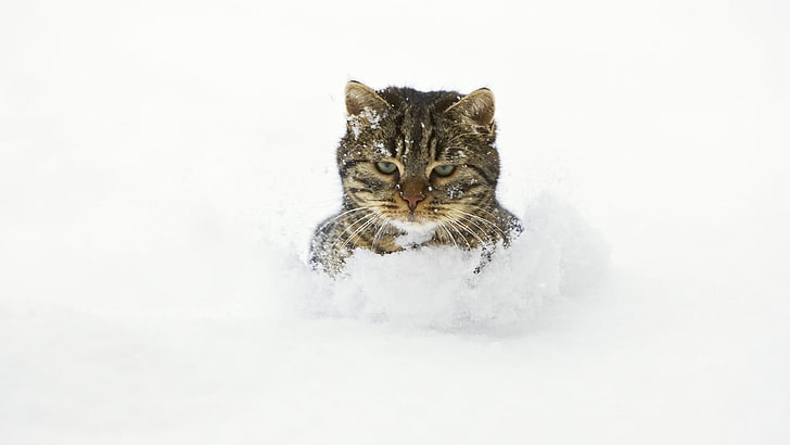 braune Tabbykatze, Katze, Schnee, HD-Hintergrundbild