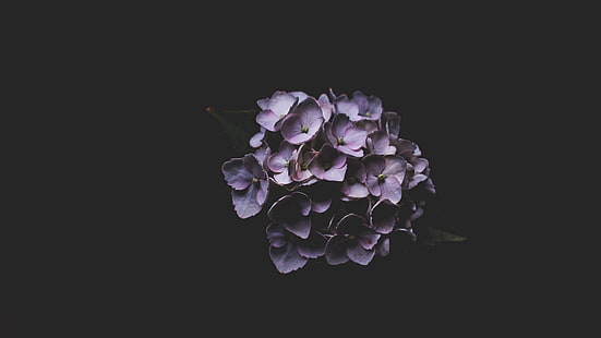 macro, plantes, fleurs, lilas, sombre, minimalisme, Fond d'écran HD HD wallpaper
