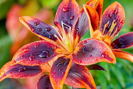 lily, petals, macro, orange-and-purple lily, drops, petals, lily, macro, HD wallpaper HD wallpaper