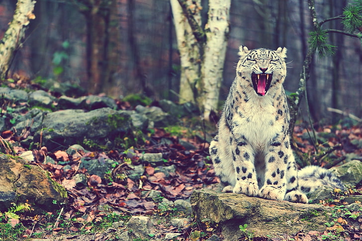 nature forest animals funny leopards laughing snow leopard 2200x1467  Nature Forests HD Art , nature, forest, HD wallpaper
