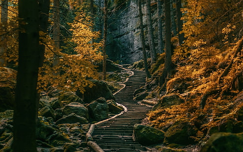 коричневые лиственные деревья, тропинка, лестницы, темно, лес, германия, природа, пейзаж, деревья, осень, холмы, камни, HD обои HD wallpaper