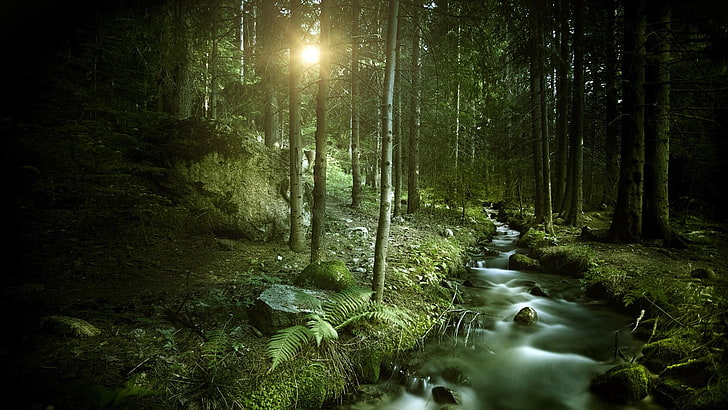 Bach, Wald, dunkler Wald, HD-Hintergrundbild