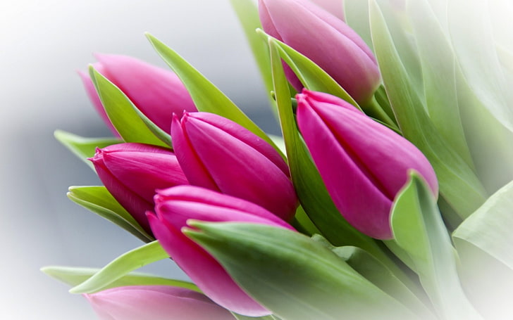 tulipes fleurs-Fond d'écran photographie de fleurs, tulipes roses, Fond d'écran HD