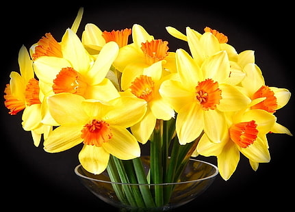 fleurs pétales jaunes, jonquilles, fleurs, printemps, lumineux, jaune, tasse, Fond d'écran HD HD wallpaper