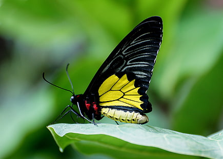 selective focus of black and yellow butterfly on green leaf plant, birdwing, ornithoptera, birdwing, ornithoptera, Cairns Birdwing, Ornithoptera euphorion, selective focus, black and yellow, butterfly, green leaf, plant, nature, insect, macro, butterflies, lepidoptera, flower, flickr, Best, Creatures, Public Domain, Dedication, CC0, bokeh, D O, O F, photos, butterfly - Insect, animal, animal Wing, beauty In Nature, close-up, summer, multi Colored, wildlife, HD wallpaper HD wallpaper