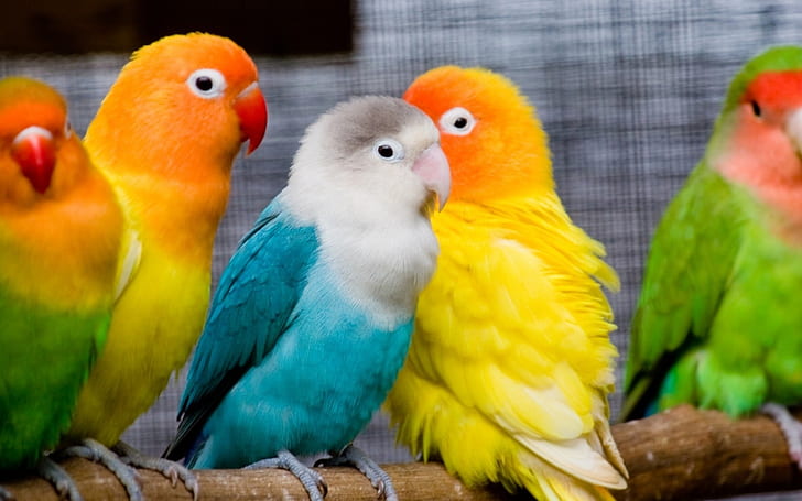bird, love, parrots, HD wallpaper