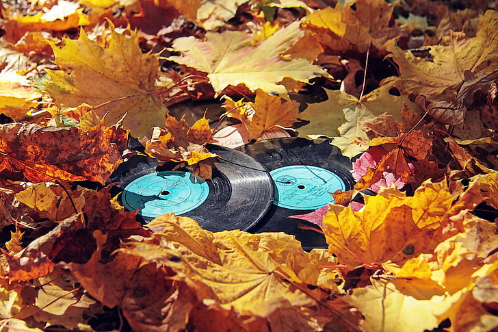 löv, vinyl, fall, fallna löv, orange, HD tapet