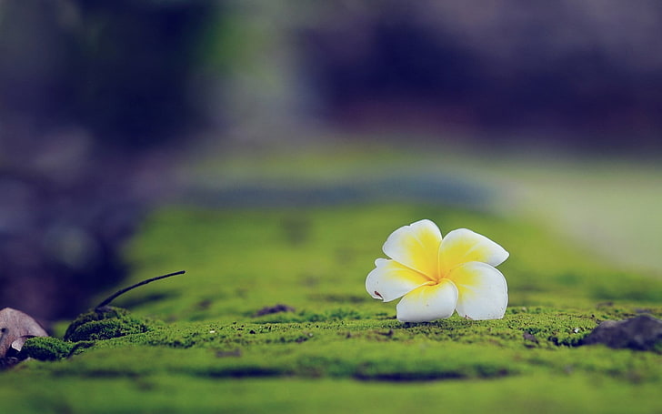 photo de mise au point d'une fleur jaune et blanche, photographie de la mise au point peu profonde d'une fleur pétalée blanche et jaune sur un sol moussu vert, macro, fleurs, nature, Plumeria, profondeur de champ, Fond d'écran HD