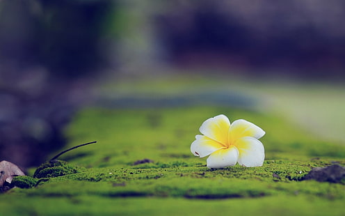 photo de mise au point d'une fleur jaune et blanche, photographie de la mise au point peu profonde d'une fleur pétalée blanche et jaune sur un sol moussu vert, macro, fleurs, nature, Plumeria, profondeur de champ, Fond d'écran HD HD wallpaper