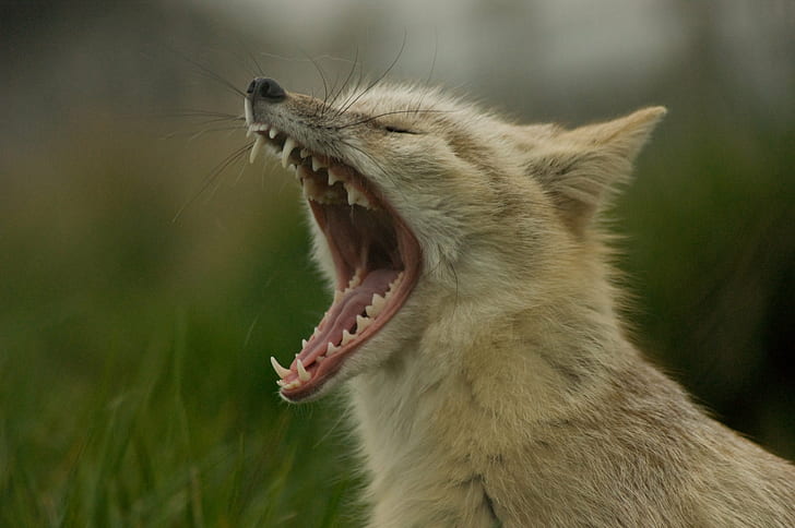 selective photography of small tan fox opening mouth during daytime, corsac fox, vulpes, corsac, corsac fox, vulpes, corsac, Corsac Fox, Vulpes, Yawning, Hamerton Zoo, selective, photography, opening, mouth, daytime, Animal, mammal, dog, canine, yawn, sleep, teeth, Animals, addiction, Sony, A350, alpha, wildlife, carnivore, nature, animals In The Wild, HD wallpaper