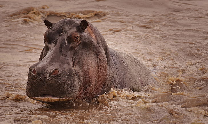 Animal, Hipopótamo, Água, Vida Selvagem, HD papel de parede