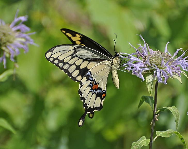 Wielkanocny motyl paziowatych, paziowatych, paziowatych olbrzymi, Wielkanoc, motyl paziowatych, motyl motyl, motyle, skrzydło owada, skrzydełka, Auburn Hills Michigan, owad, motyl - owad, natura, zwierzę skrzydełko, zwierzę, lato, piękno przyrody, kwiat, zamknij -w górę, Tapety HD