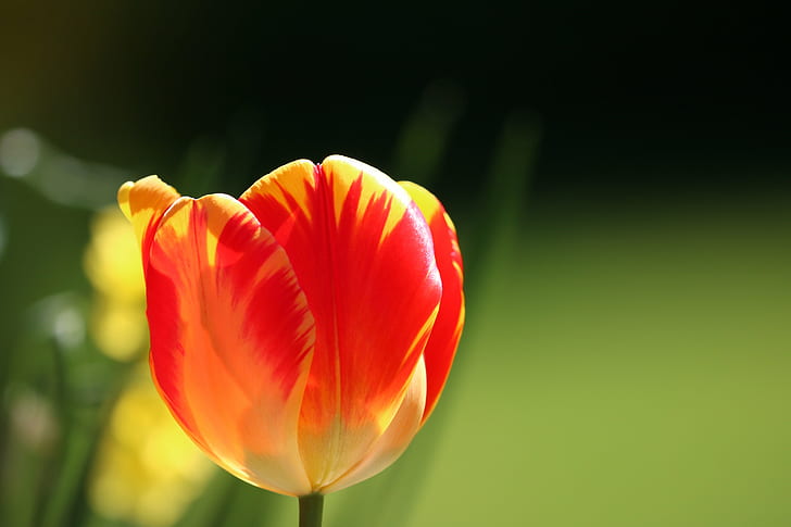 red and yellow flower in tilt shift lens photography, warm, colors, red, yellow, flower, tilt shift lens, flickr, nothing_else, Fantastic, Nature, Macro, Dreams, 6L, II, USM, canon, 70D, close-up  photography, tulip, springtime, plant, petal, beauty In Nature, flower Head, HD wallpaper