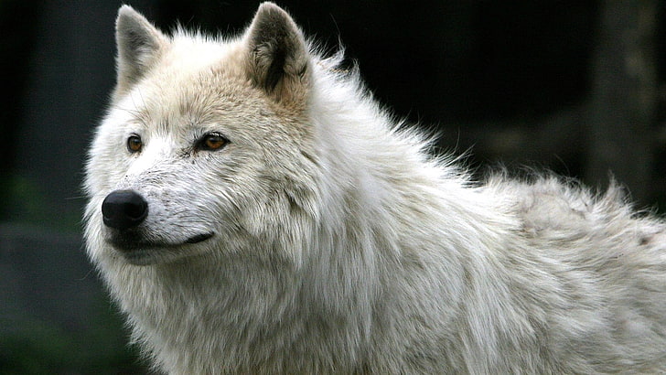 gray wolf, wolf, white, fur, predator, HD wallpaper