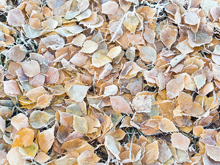 nature, fall, cold, frost, ground, texture, leaves, HD wallpaper