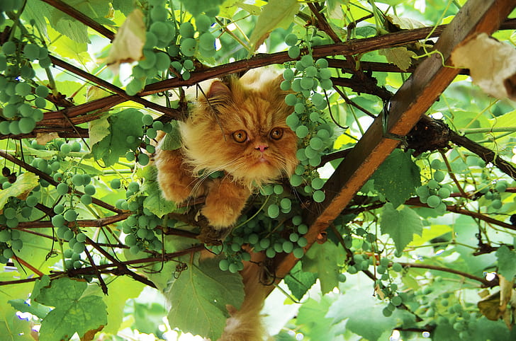 greens, cat, summer, look, face, leaves, branches, nature, pose, paws, shelter, fluffy, garden, red, pers, fruit, grapes, vineyard, sitting, bunches, hanging, beam, Persian, extreme, Mosa, vine, looking, observation point, HD wallpaper