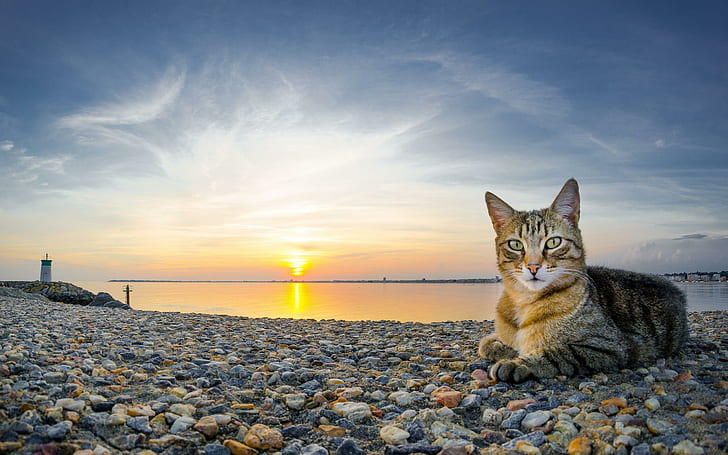 Cat Sea Sunset Pebbles Cats Free, кошки, галька, закат, HD обои