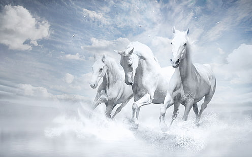 Cavalos brancos, brancos, cavalos, HD papel de parede HD wallpaper