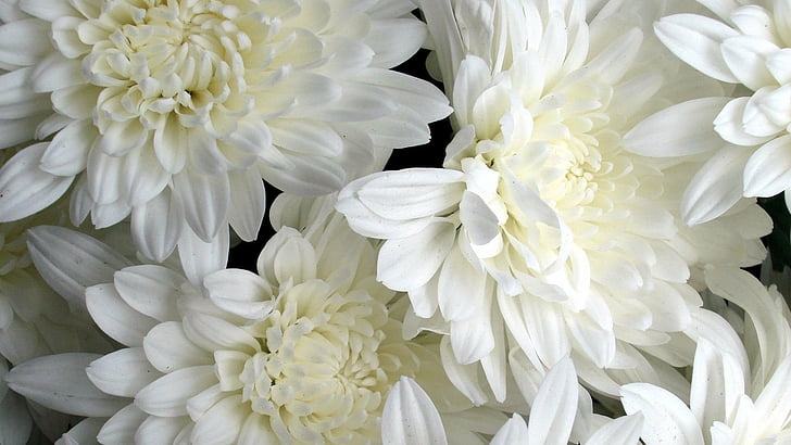 白いダリアの花hd壁紙無料ダウンロード Wallpaperbetter