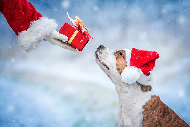gift, dog, New Year, Christmas, 2018, Merry Christmas, Xmas, funny, cute, decoration, santa hat, symbol 2018, HD wallpaper