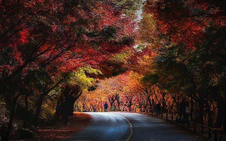 red leafed tree, nature, landscape, trees, fall, red, yellow, green, leaves, blue, road, people, tunnel, HD wallpaper