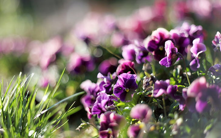 Spring pansies, purple flowers, glare, blur, light rays, Spring, Pansies, Purple, Flowers, Glare, Blur, Light, Rays, HD wallpaper