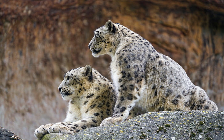 Couple snow leopards, two gray and black leopards, couple, snow leopard, © Tambako The Jaguar, stone, cat, Profile, HD wallpaper
