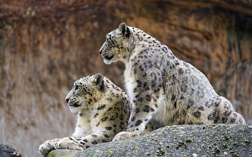Двойка снежни леопарди, два сиви и черни леопарда, двойка, снежен леопард, © Tambako The Jaguar, камък, котка, Профил, HD тапет HD wallpaper