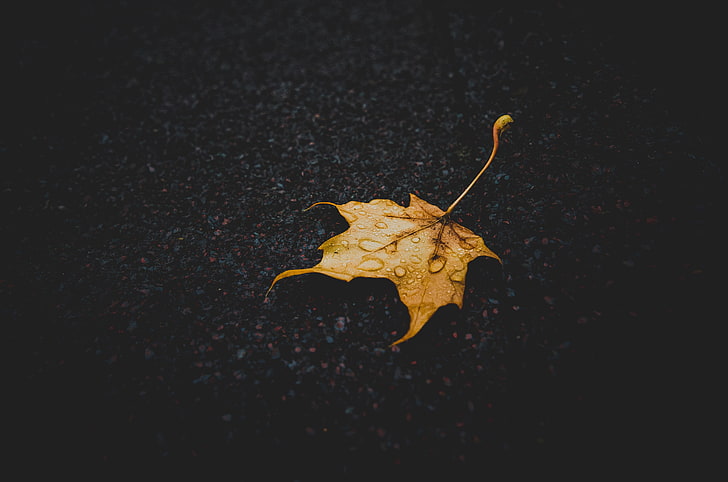 желтый кленовый лист, листья, капли воды, природа, жёлтый, крупным планом, падать, мокрая, HD обои