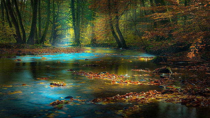 поток, Бавария, пейзаж, Европа, Германия, Спессарт, заболоченное место, лиственные, река, банк, вода, дерево, солнечный свет, лесистая местность, осень, лес, листья, сумерки, ручей, природа, HD обои