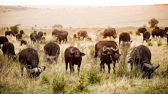 Reserva Nacional Cape Buffalo Masai Mara Quênia África Oriental, HD papel de parede HD wallpaper