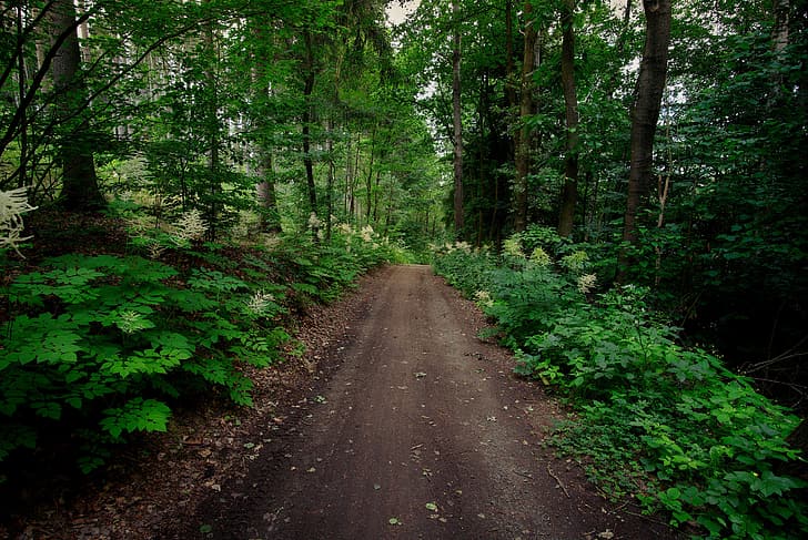 Wald, Wanderweg, Deutschland, Sachsen, HD-Hintergrundbild