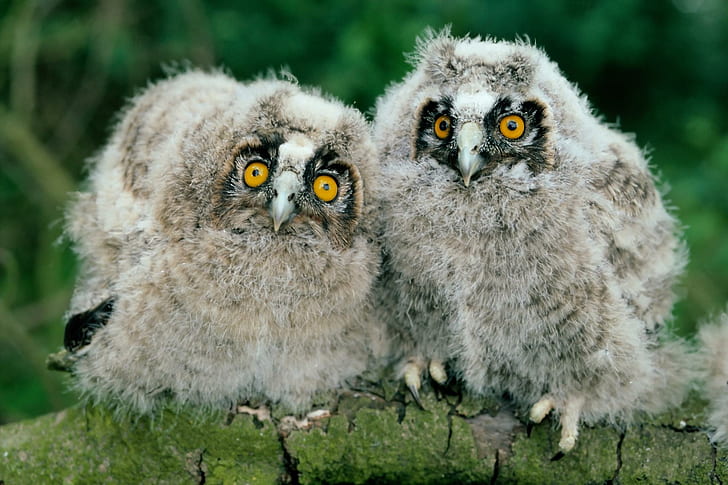 Little Owls, two owls, cute, bird, animal, animals, HD wallpaper